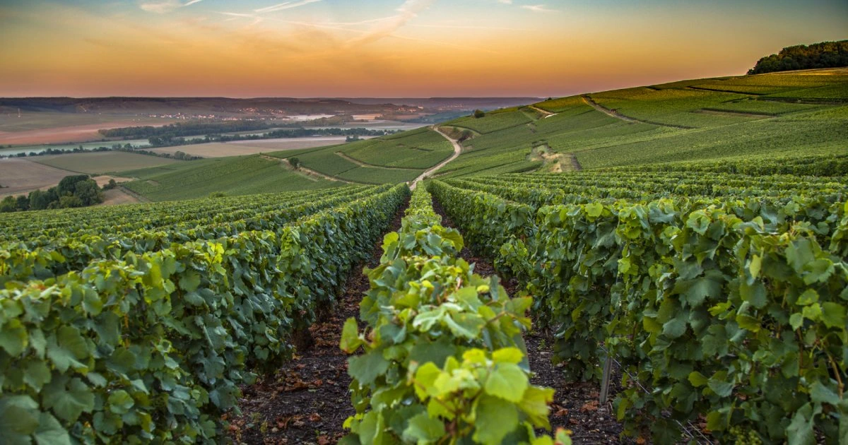 Flûtes de champagne aux bulles fines, bannière de la catégorie Champagne – Order Wine